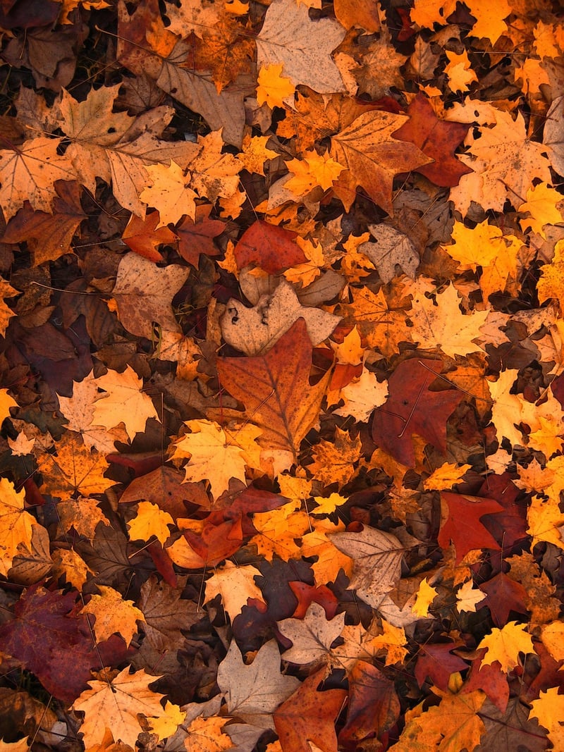 Fall Leaves