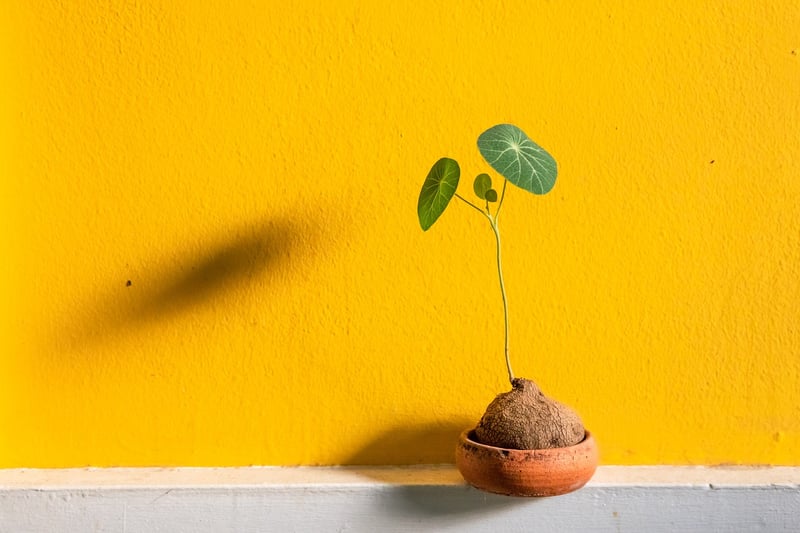 Organic Plant Nutrition