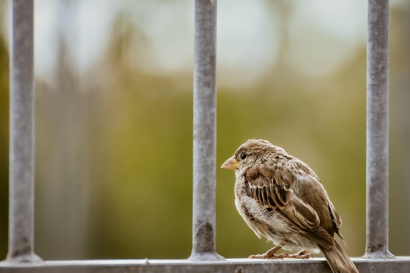 Garden Fence