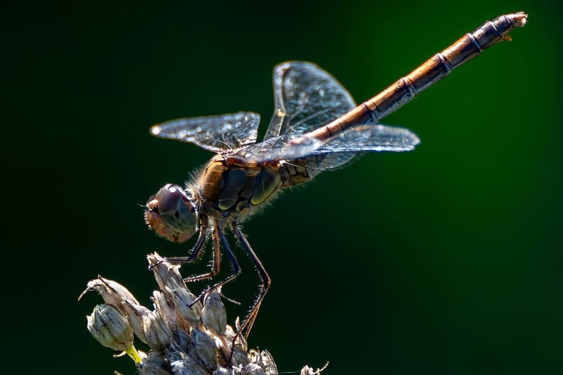 Beneficial Insects